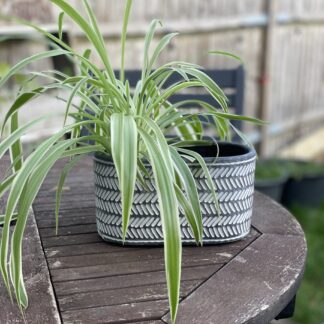 Chevron Oval Concrete Pot
